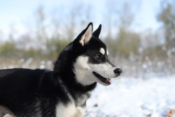 Kutya tenyészt szibériai Husky a késő ősszel az erdőben — Stock Fotó