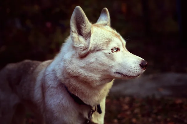 Pale yellow dog breed Siberian Husky — Stock Photo, Image