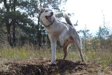 Hunter - Huskies ormanın içinde bir delik açtım.