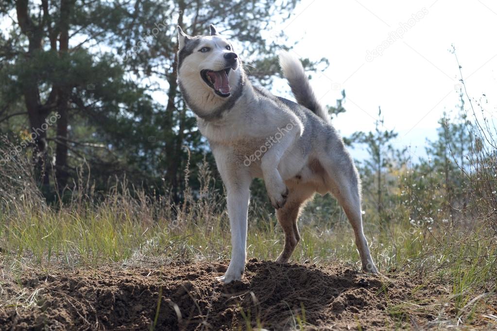 Hunter - Huskies dug a hole in the woods