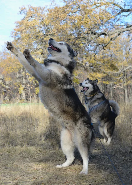 Mutlu köpek sahibi — Stok fotoğraf