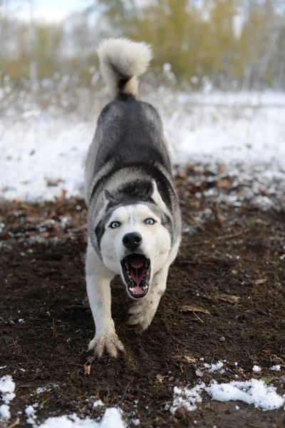 悪意を持って犬を吠える — ストック写真