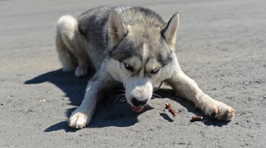 greedy dog guard bits of stick. clipart