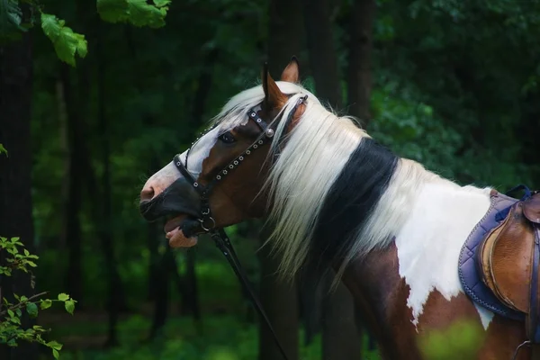 Geflecktes Pony in einem geheimnisvollen Wald — Stockfoto