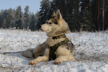 Gurur köpek doğurmak karda yalan Siberian dış yapraklar