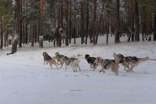 Laufteam aus Schlittenhunden von sechs Siberian Huskys — Stockfoto