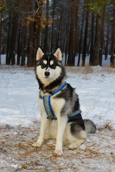 Έλκηθρο σκύλων φυλής Σιβηρία σκύλος χάσκεϋ — Φωτογραφία Αρχείου