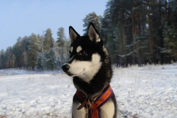 Köpek doğurmak Siberian dış yapraklar eğitim — Stok fotoğraf