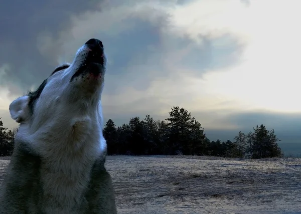 Самотній вовк виття вночі — стокове фото