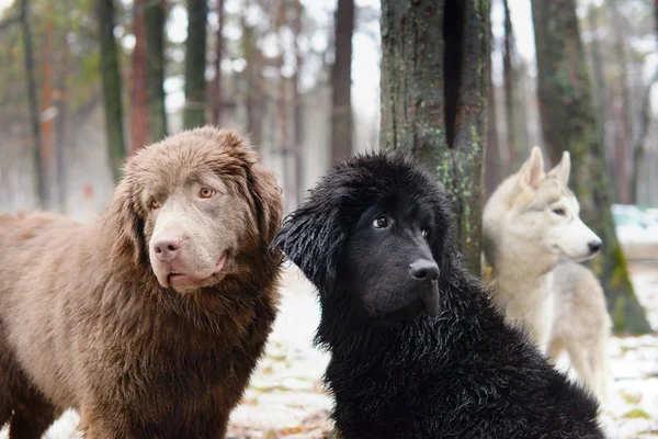 Drei nasse Hunde — Stockfoto