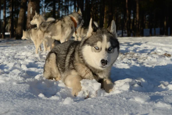 Kutya tenyészt szibériai Husky feküdt a hóban — Stock Fotó