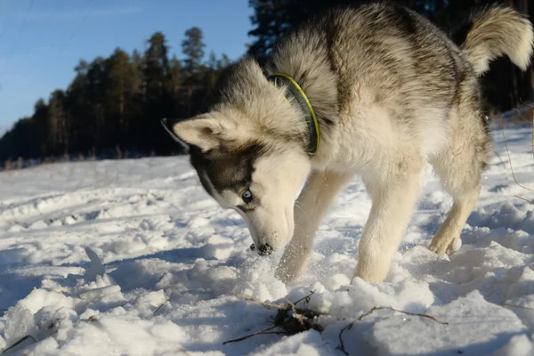 Hunter - plays a young Husky — Stock Photo, Image