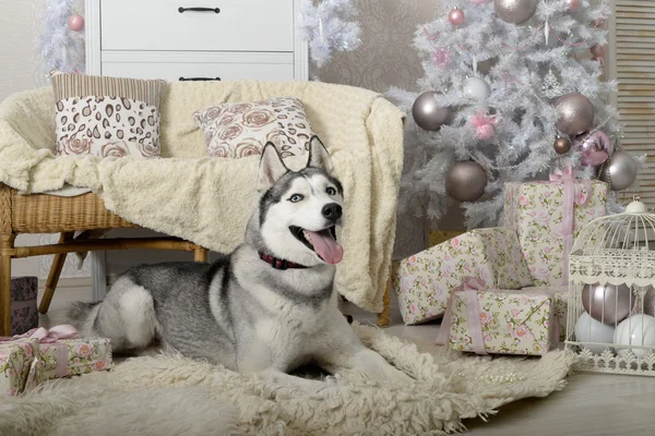 Husky-Hund im neuen Jahr — Stockfoto