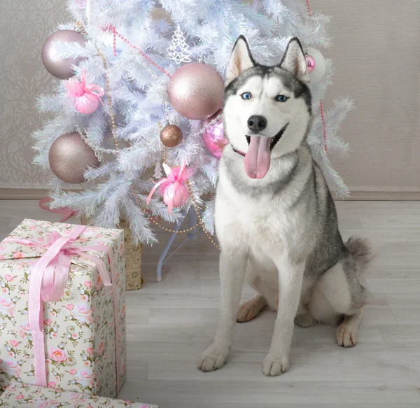 Husky-Hund beschenkt zu Weihnachten — Stockfoto