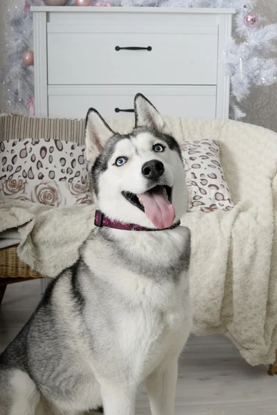 Cão obediente engraçado husky — Fotografia de Stock