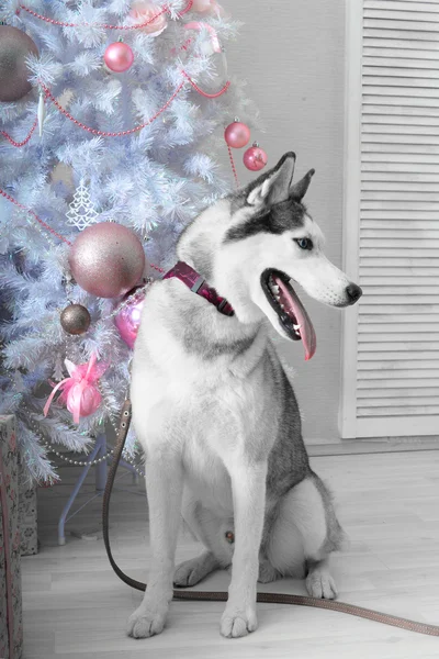 Husky-Hund beschenkt zu Weihnachten — Stockfoto