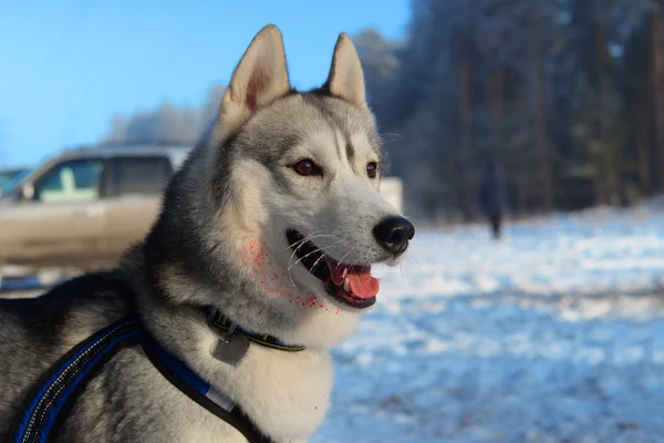 Cão ferido Huskies — Fotografia de Stock