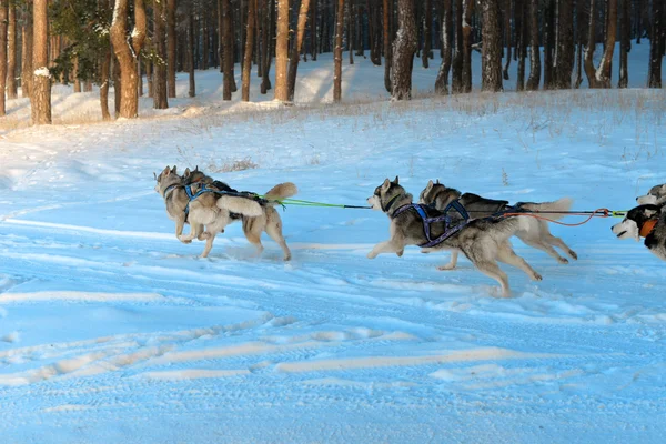 Carreras de trineo husky siberiano —  Fotos de Stock