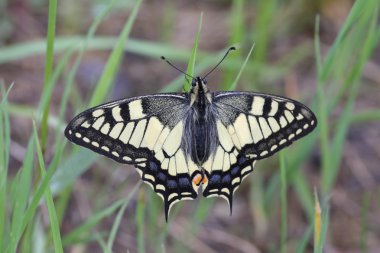 Swalowtail kelebek