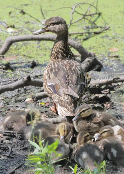 Duck with ducklings — Stock Photo, Image