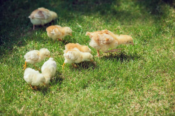 Cute Babies Chicken on nature background — Stock Photo, Image