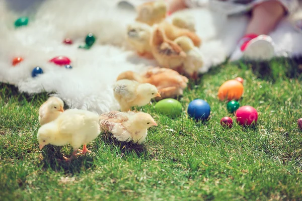 Baby chicken and ester eggs in the grass — Stock Photo, Image