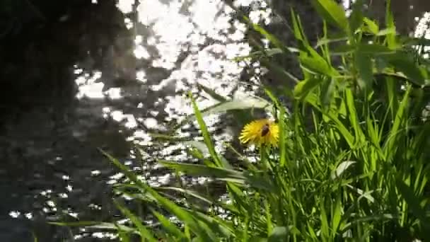 Річка на зеленому лузі — стокове відео