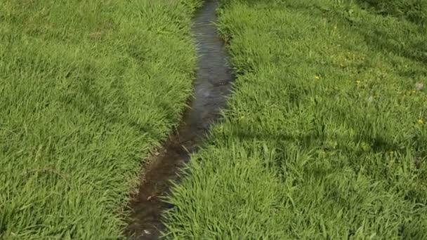 Río en pradera verde — Vídeos de Stock