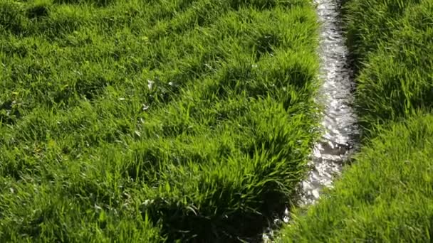 Río en pradera verde — Vídeo de stock