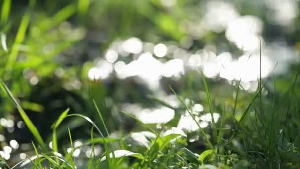 Río en pradera verde — Vídeos de Stock