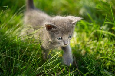 Yeşil çimenlerin üzerinde küçük tekir kedi yavrusu