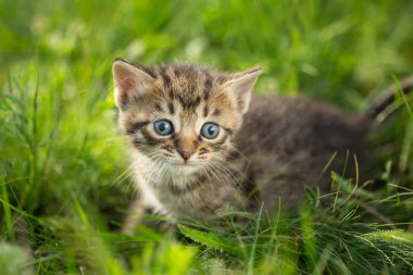 Yeşil çimenlerin üzerinde küçük tekir kedi yavrusu