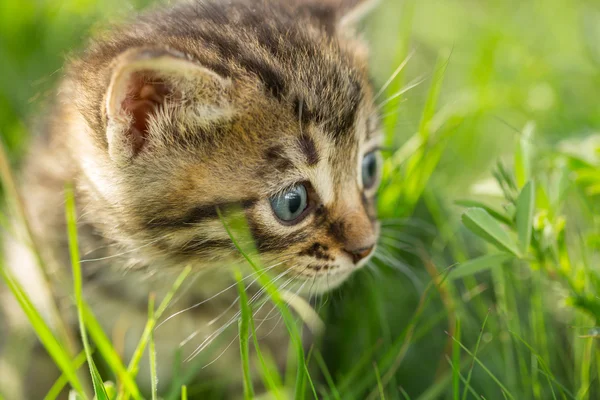 Małe kociaki Mora na zielonej trawie — Zdjęcie stockowe