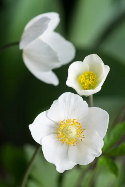 Krásný jarní bílé květy — Stock fotografie