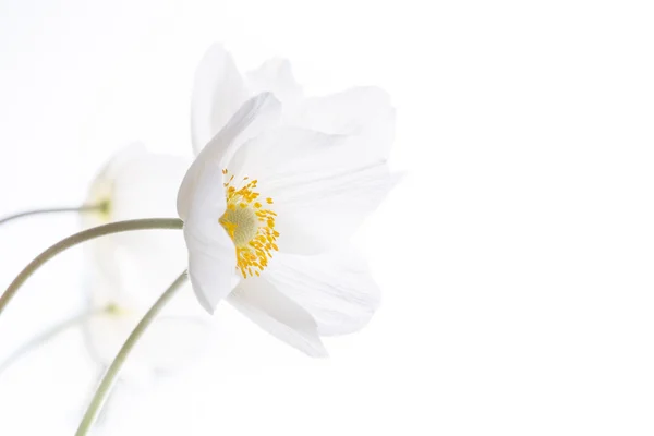 Vakre, hvite vårblomster. Mykt bilde . – stockfoto