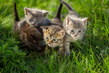Yeşil çimenlerin üzerinde küçük tekir kedi yavrusu