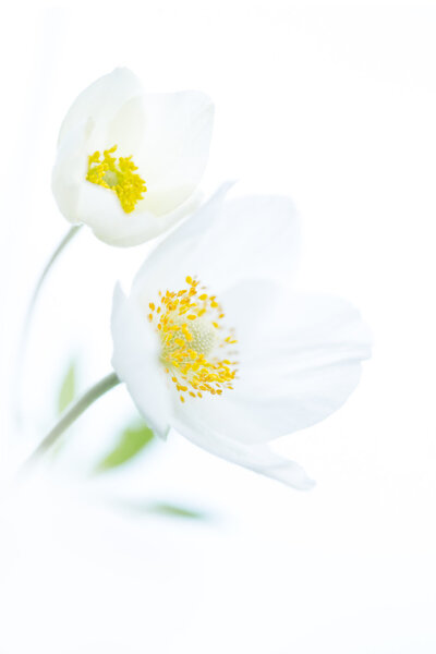 Two white flowers on isolated background