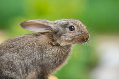 Tavşan. Vahşi doğanın güzel hayvan