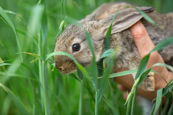 Coniglio. Animale nelle mani dell'uomo — Foto Stock