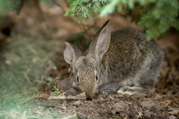 Coniglio è bellissimo animale della natura — Foto Stock