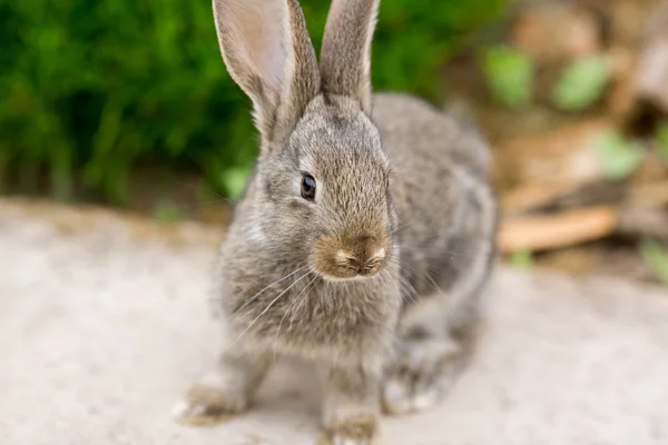 Coniglio è bellissimo animale della natura — Foto Stock
