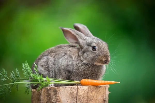 Tavşan. Doğanın güzel hayvan