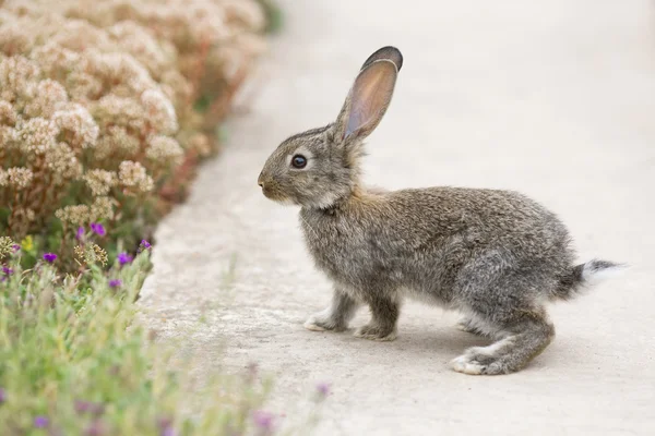 Coniglio è bellissimo animale della natura — Foto Stock