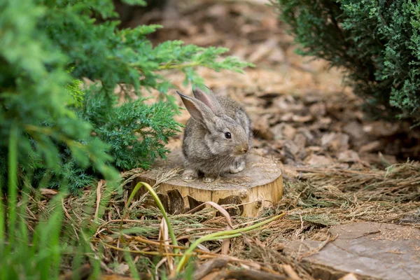 Coniglio è bellissimo animale della natura — Foto Stock