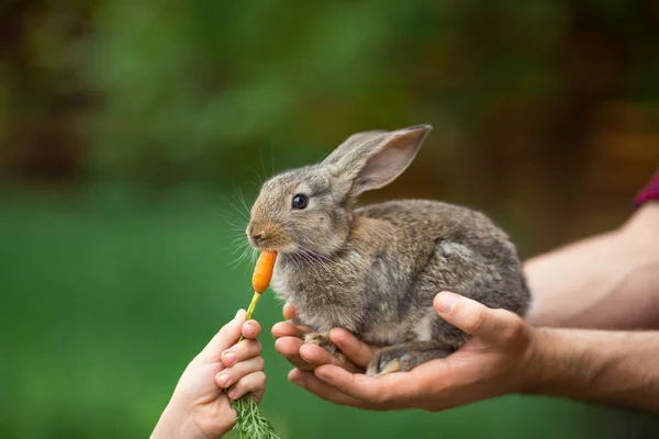 Coelho. Alimentação animal — Fotografia de Stock