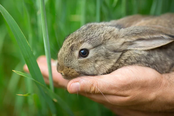 Coniglio. Animale nelle mani dell'uomo — Foto Stock