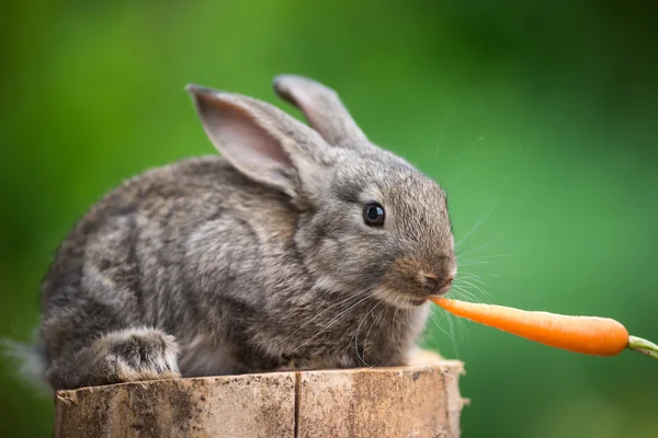 Cute Baby Rabbit. Feeding animal — Stock Photo, Image