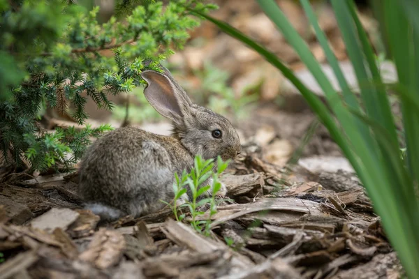 Coniglio è bellissimo animale della natura — Foto Stock