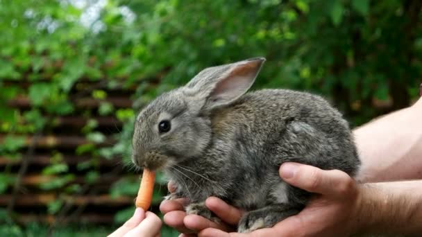 Kanin. Utfodring av djur — Stockvideo