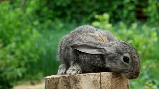 Rabbit. Feeding animal — Stock Video